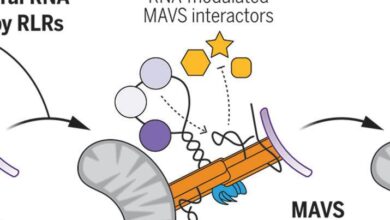 Cellular RNA interacts with MAVS to promote antiviral signaling | Science