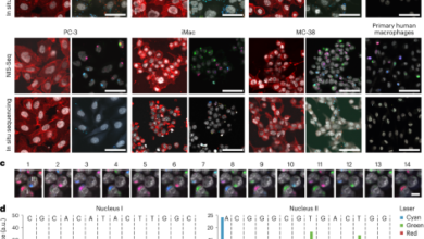 NIS-Seq enables cell-type-agnostic optical perturbation screening